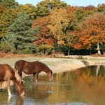 Licenced Bed & Breakfast in The New Forest